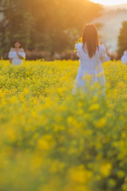 Alacakaranlık sırasında siluet ve turuncu ışıklar. Genç turistler, kokulu sarı kasımpatı tarlasında eğleniyor ve Alacakaranlık sırasında turuncu atmosferli kasımpatının güzelliğine hayran kalıyorlar..