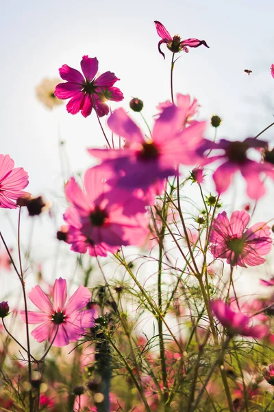 Colorido Campo Flores Cosmos Uma Popular Flor Inverno Plantada Pontos — Fotografia de Stock