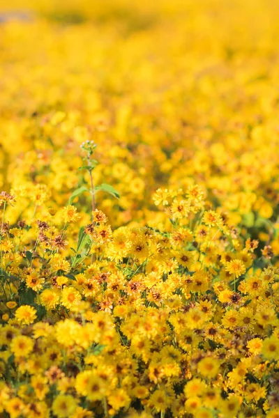 ソフトフォーカスとスムーズなフォーカス 花のフィールドスタキドリン菊スタキドリン菊としてスタキドリン菊茶を作るために乾燥のために明るい黄色が栽培されています菊は健康管理の特性を持っています — ストック写真