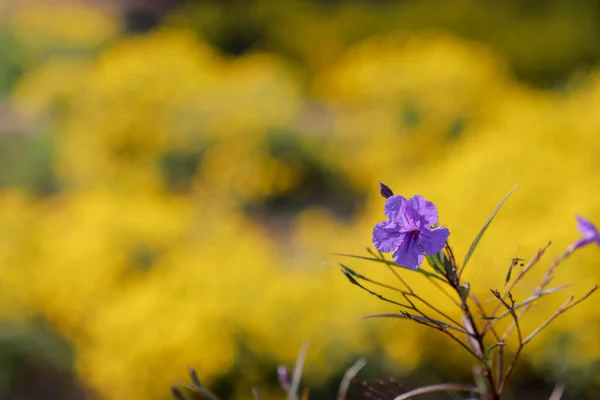 菊の黄色の背景に紫色の花は美しいですし 任意の機会にグリーティングカードを作るために手紙のためのコピースペースがあります 文字のスペースをコピー — ストック写真