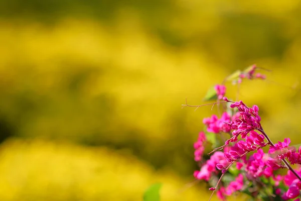 Een Boeket Van Roze Bloemen Tegen Wazige Gele Achtergrond Van — Stockfoto