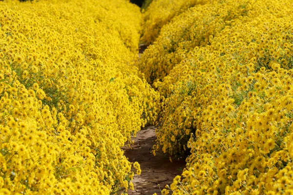 Μαλακή Εστίαση Και Ομαλή Εστίαση Flower Field Stachydrine Χρυσάνθεμο Λαμπερό — Φωτογραφία Αρχείου