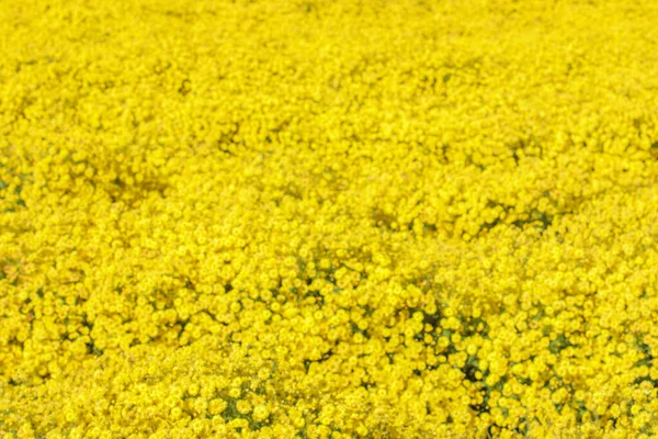 Sfondo Astratto Giallo Sfocato Raffigurante Fiori Crisantemo Stachydrine Piantati Campo — Foto Stock