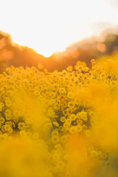 観光客がテキストのための黄色の抽象的な背景を探索し 写真を撮るためにフィールドに植えられた水仙菊の花を描いたぼやけた黄色の抽象的な背景 — ストック写真
