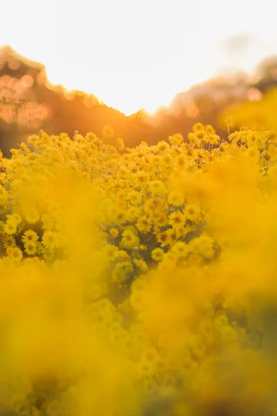 観光客がテキストのための黄色の抽象的な背景を探索し 写真を撮るためにフィールドに植えられた水仙菊の花を描いたぼやけた黄色の抽象的な背景 — ストック写真