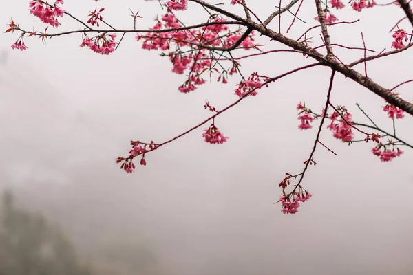 Smooth Focus Tailandia Fiori Ciliegio Sakura Chiang Mai Bellissimo Scenario — Foto Stock