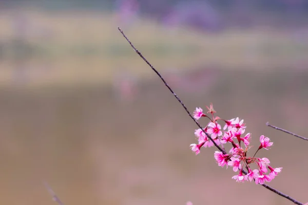 Smooth Focus Thailand Kirschblüte Sakura Chiang Mai Ist Eine Schöne — Stockfoto