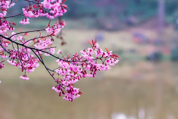 Smooth Focus Thailand Cherry Blossom Sakura Chiang Mai Beautiful Scenery — Zdjęcie stockowe