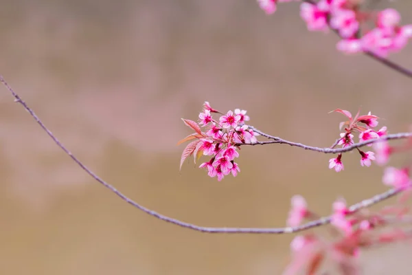 Soft Focus Die Schöne Landschaft Hintergrund Der Kirschblüte Chiang Mai — Stockfoto