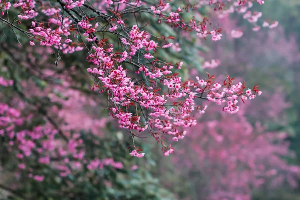 Soft Focus Beautiful Scenery Background Cherry Blossom Chiang Mai Made — Zdjęcie stockowe