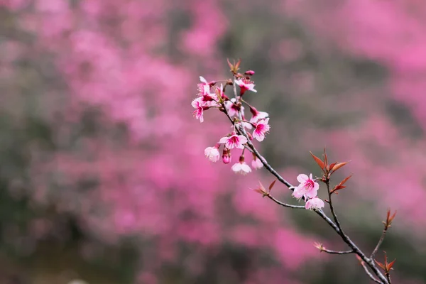 Soft Focus Beautiful Scenery Background Cherry Blossom Chiang Mai Made — Zdjęcie stockowe