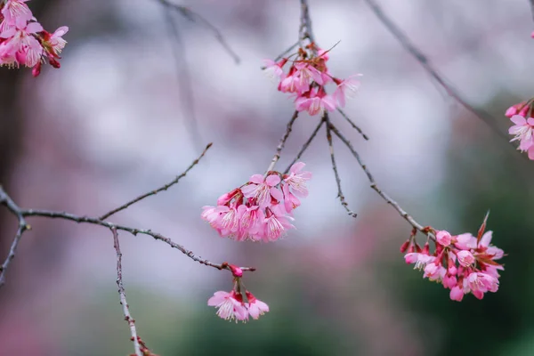 Soft Focus Die Schöne Landschaft Hintergrund Der Kirschblüte Chiang Mai — Stockfoto