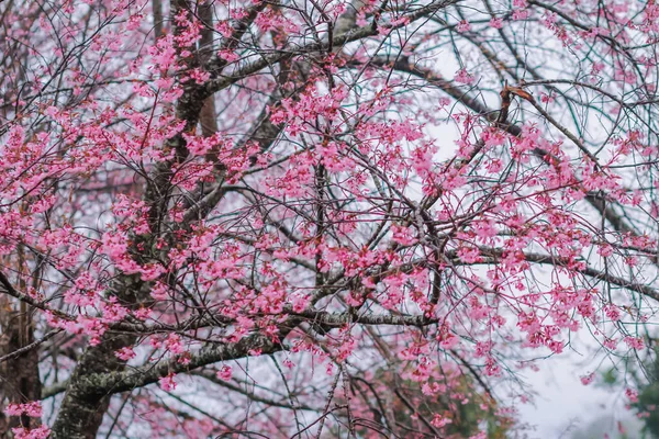 Soft Focus Beautiful Scenery Background Cherry Blossom Chiang Mai Made — Zdjęcie stockowe