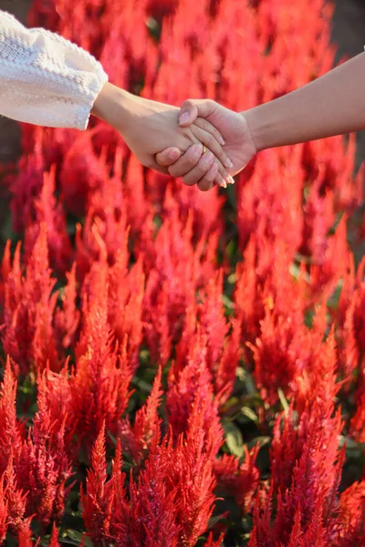 Jeune Couple Asiatique Tiennent Dans Jardin Fleurs Rouge Vif Les — Photo