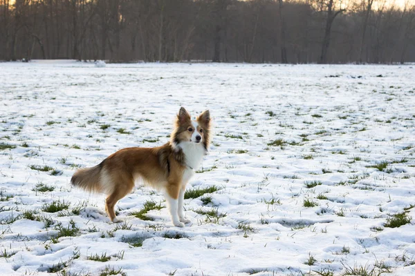 gün batımı sırasında şirin shetland çoban köpeği karda kamera için poz veriyor