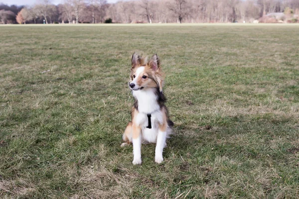 Lindo perro pastor shetland está sentado y espera órdenes en el parque —  Fotos de Stock