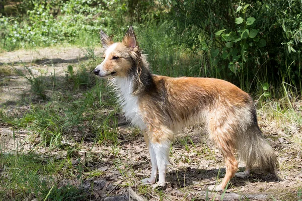 ıslak shetland koyun ormanda anlamına gelir.