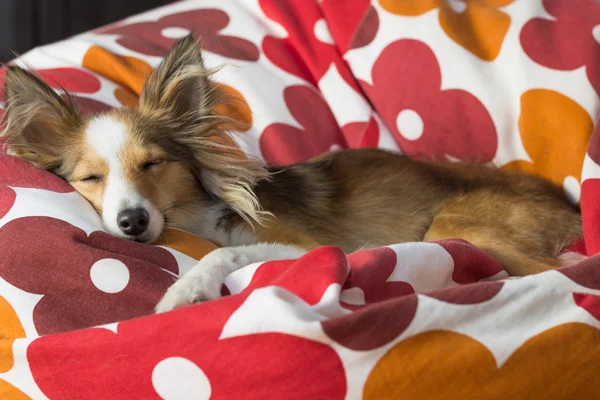 Cansado y lindo perro pastor shetland trata de dormir en una bolsa de frijol rojo-blanco — Foto de Stock