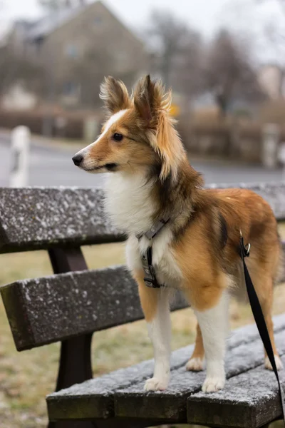 şirin shetland koyun kar yağışı sırasında kamera için poz veriyor