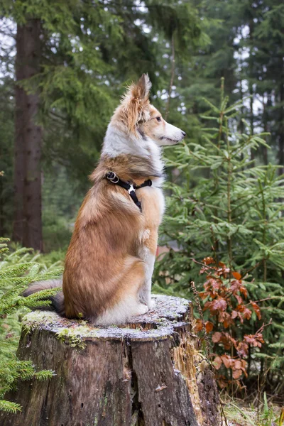 Melancólico perro pastor shetland se sienta en un tocón de árbol — Foto de Stock