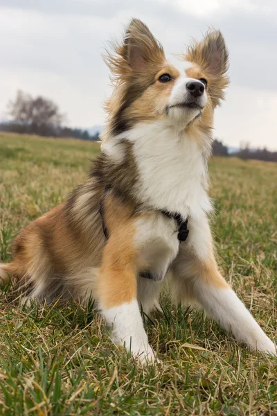 Cane da pastore delle Shetland attento e concentrato — Foto Stock