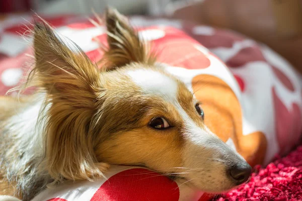 Cute dog looks directly in the camera — Stock Photo, Image