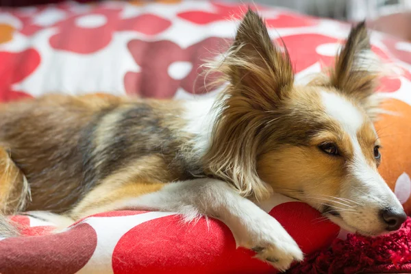 Cute shetland sheepdog looks sad and in sorrow while resting — Stock Photo, Image