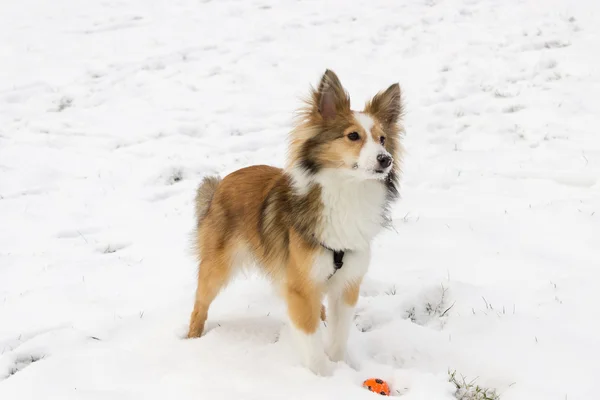 Sheltie roztomilý představuje pro kameru během míč hrát ve sněhu — Stock fotografie