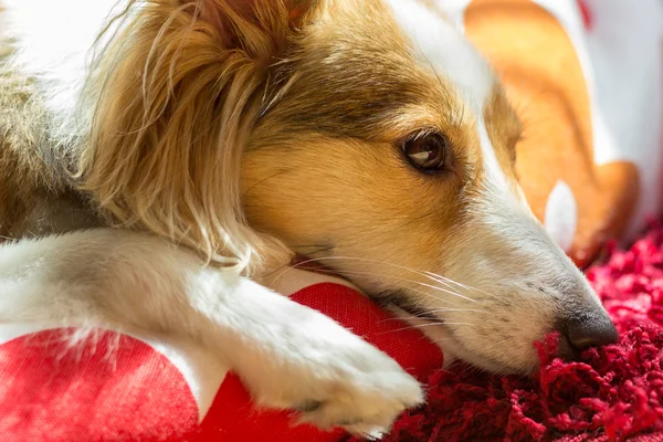 Sheltie roztomilý vypadá smutně a v zármutku při odpočinku Stock Fotografie