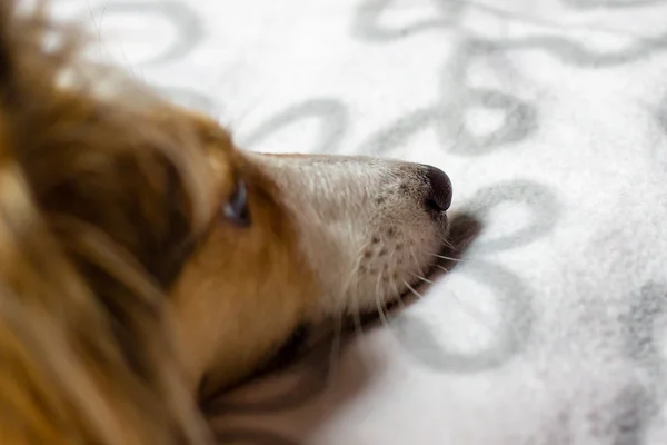 Dog lies on carpet — Stock Photo, Image