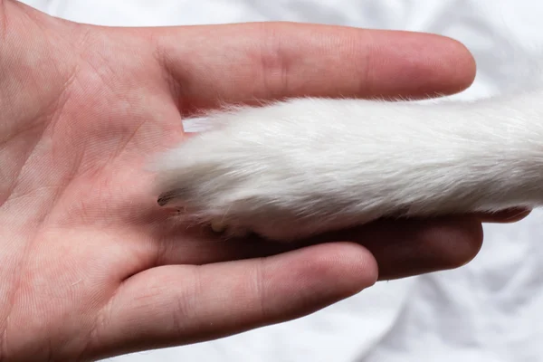 Köpekle arkadaşlık