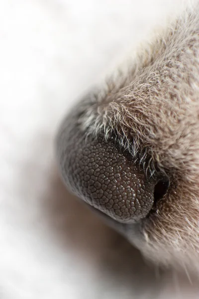 Close-Up Dog Nose — Stock Photo, Image