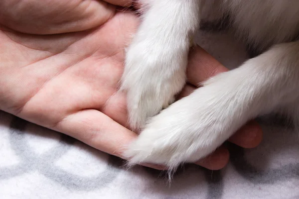 Köpekle arkadaşlık