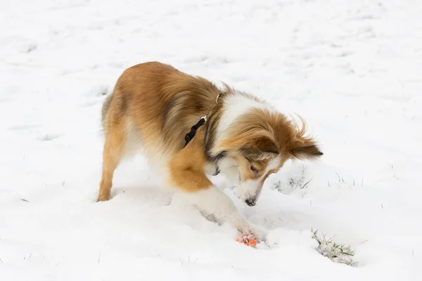 Dog plays with ball in snow — Stock Photo, Image