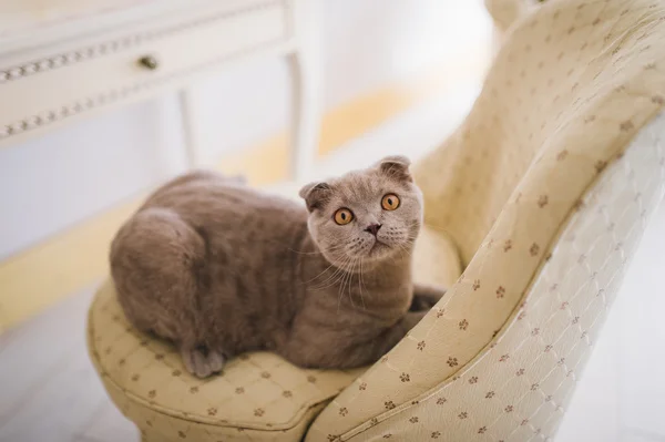 Cute Grey British Shorthair Cat Lying Chair — Stock Photo, Image