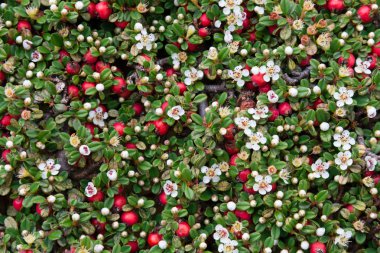 Cotoneaster clipart