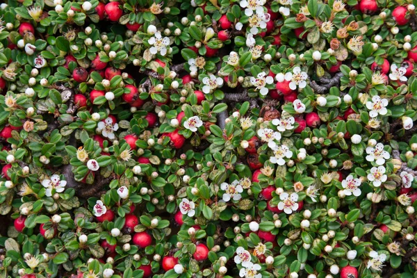 Cotoneaster — Foto de Stock