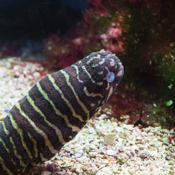 Zebra Moray yılan balığı, Gymnomuraena zebra
