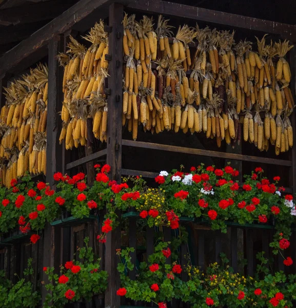 Cobs opgehangen aan de balken Stockafbeelding