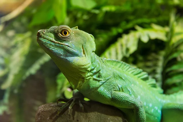 Iguana verde reptil Imágenes de stock libres de derechos