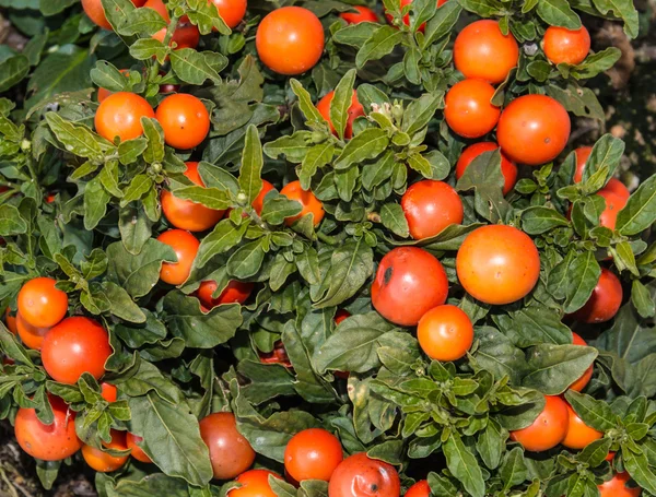 Solanum pseudocapsicum çilek