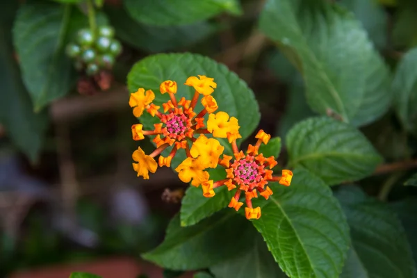 Цветок Лантаны Камара — стоковое фото