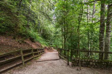 Yeşilde yürüyorum