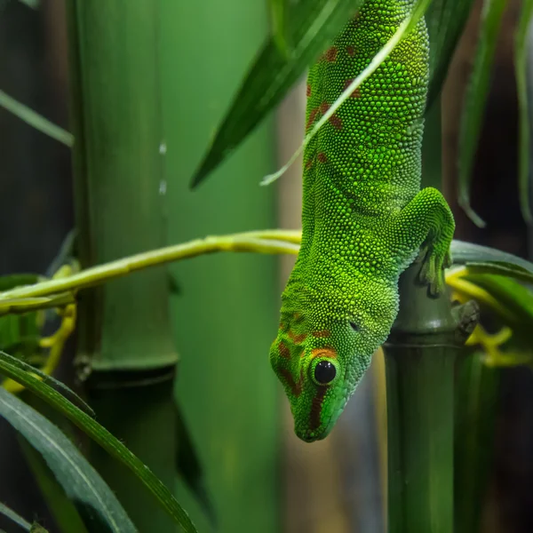 Madagaskar gün gecko