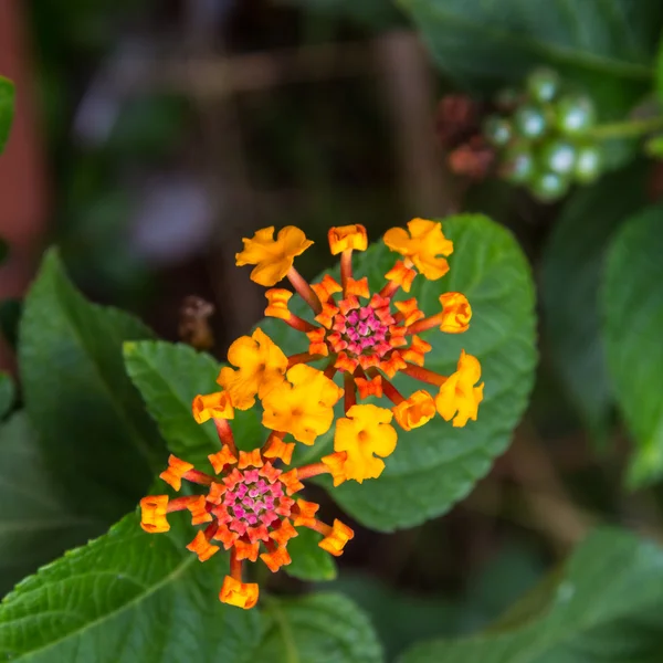 Lantana camara çiçek