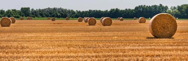 Hay bales in the fields — Stock Photo, Image