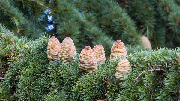 Cédrus - pinecone — Stock Fotó