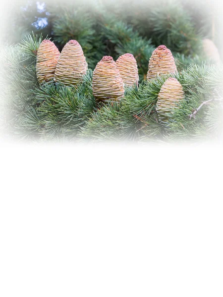 Cedar - pinecone - copyspace — Stock Photo, Image