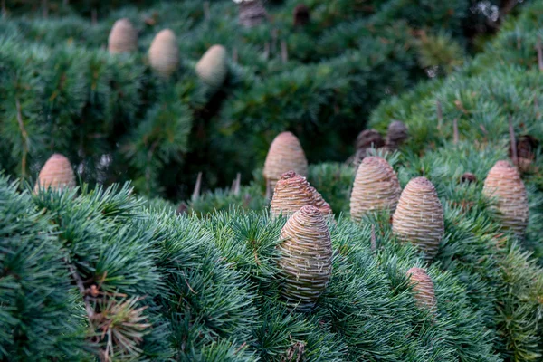 Cedro - pinecone - close-up — Fotografia de Stock