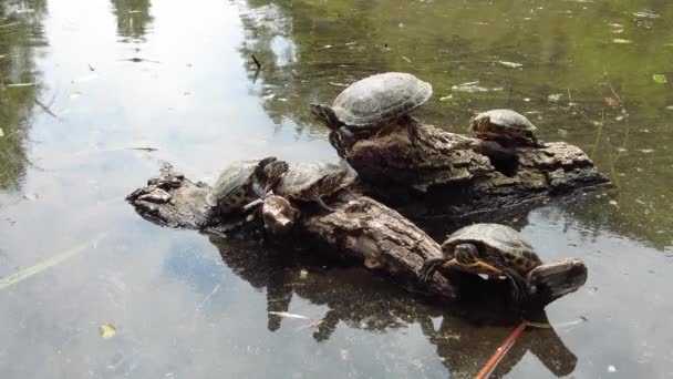 Grupa Żółwi Wodnych Spoczywa Kłębie Wynurzającym Się Jeziora — Wideo stockowe